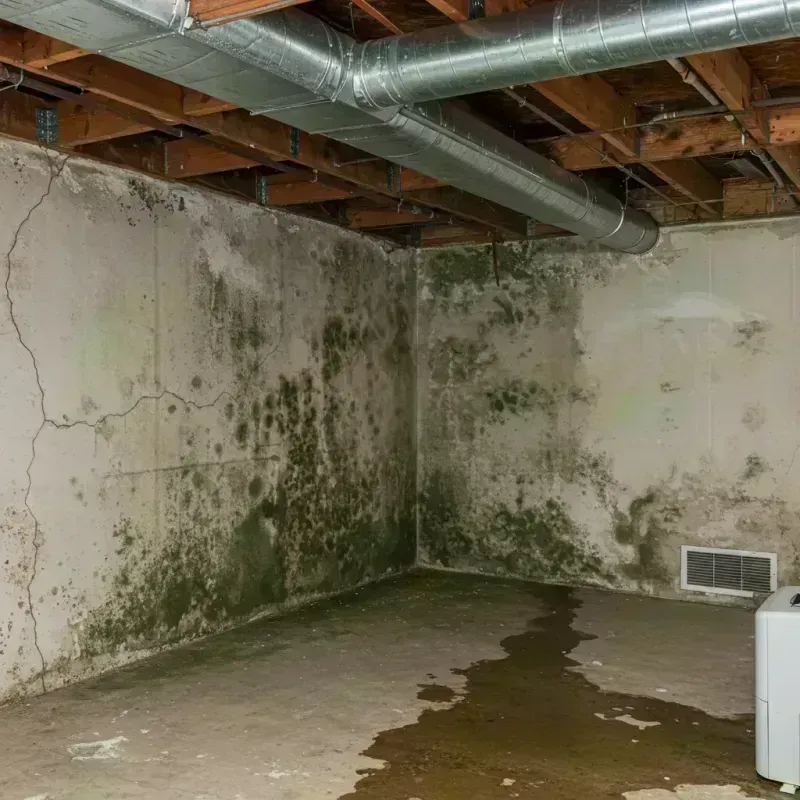 Professional Mold Removal in Newport, OR